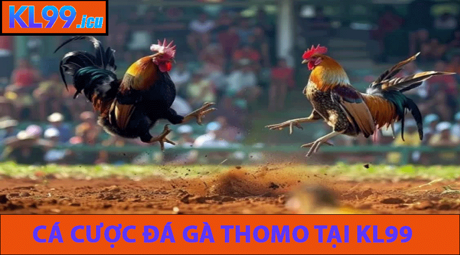 Cá cược Đá Gà Thomo tại KL99