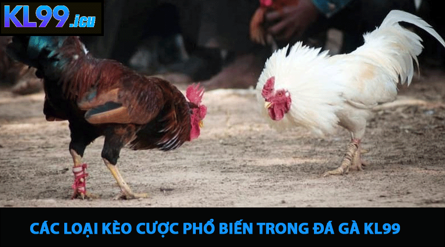 Các Loại Kèo Cược Phổ Biến Trong Đá Gà KL99