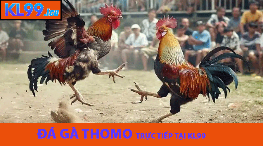 Đá Gà Thomo trực tiếp tại KL99