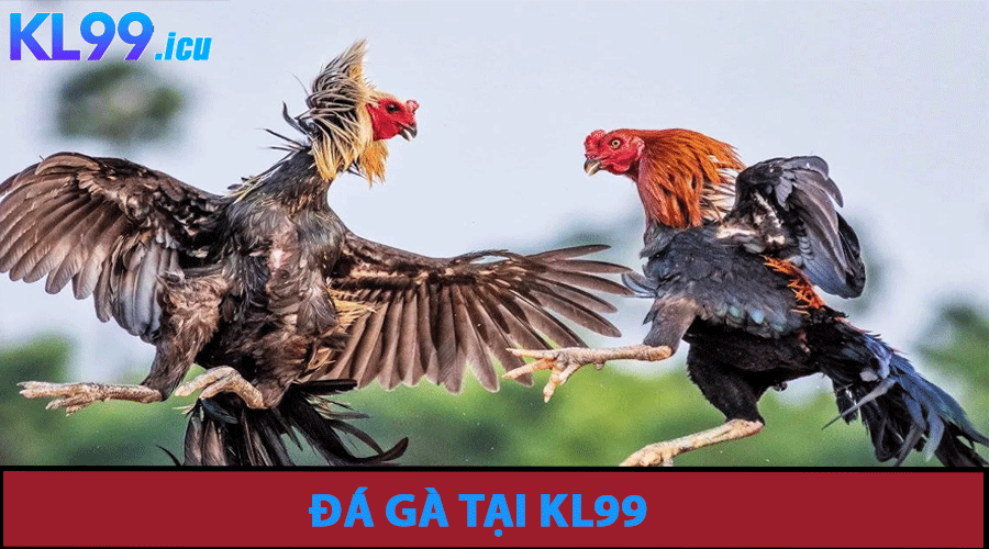 Đá Gà
