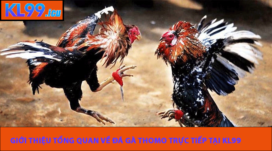 Giới thiệu tổng quan về Đá Gà Thomo trực tiếp tại KL99