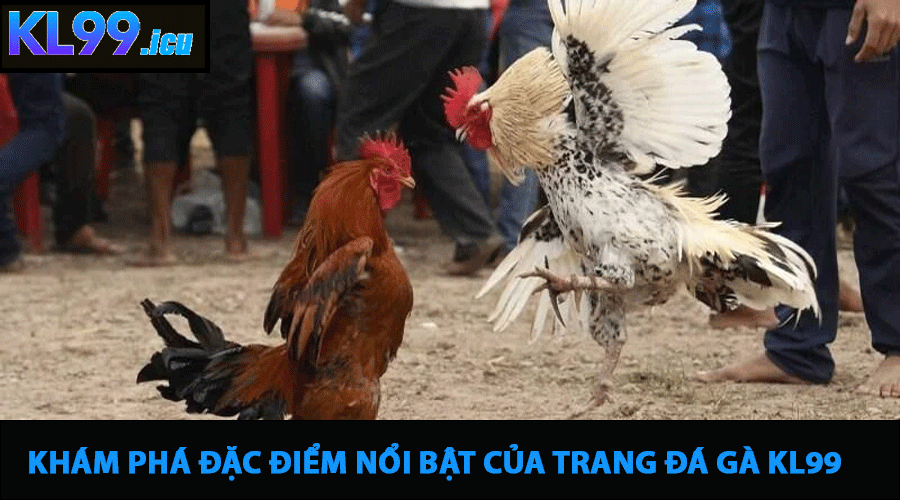 Khám Phá Đặc Điểm Nổi Bật Của Trang Đá Gà KL99