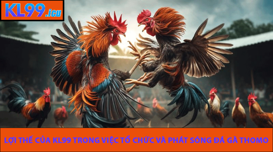 Lợi thế của KL99 trong việc tổ chức và phát sóng Đá Gà Thomo